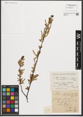 Foto von Salix triandra subsp. amygdalina (L.) Schübl. & G. Martens